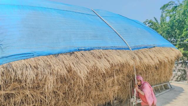 A project beneficiary in Satkhira district protects her fodder by securing it with rope and polythene to prevent damage from wind and rain